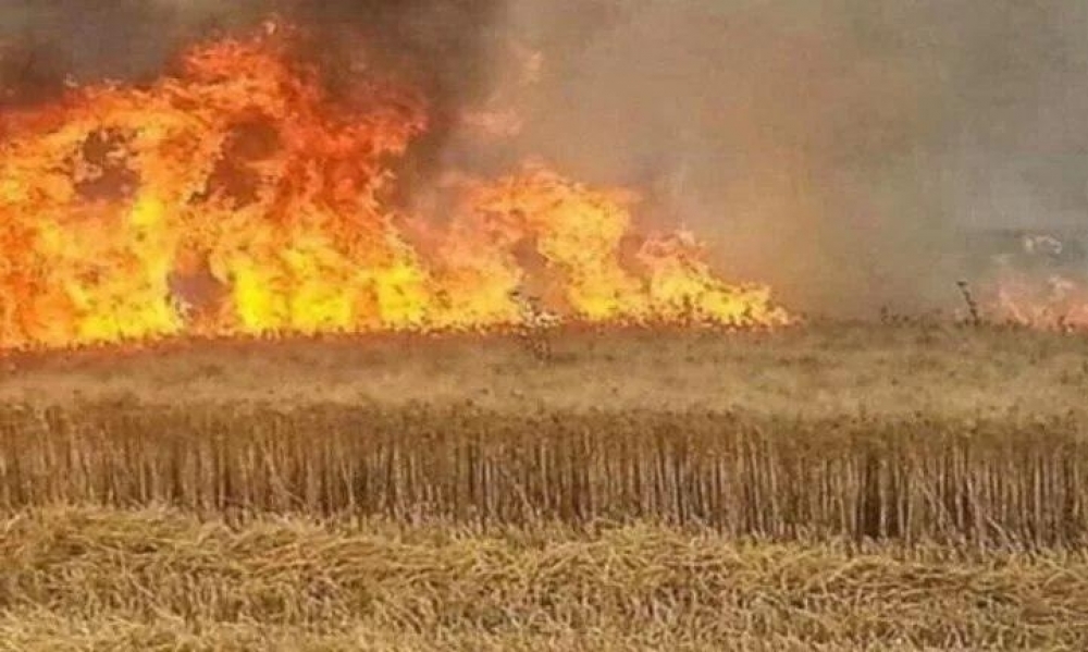 جندوبة-وادي مليز: نشوب حريق بمزرعة مساحتها 10 هكتارات من الحبوب  