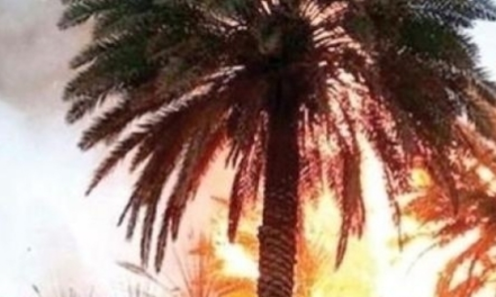 توزر: حريق بـ115 أصل نخيل بالواحة القديمة طوارق