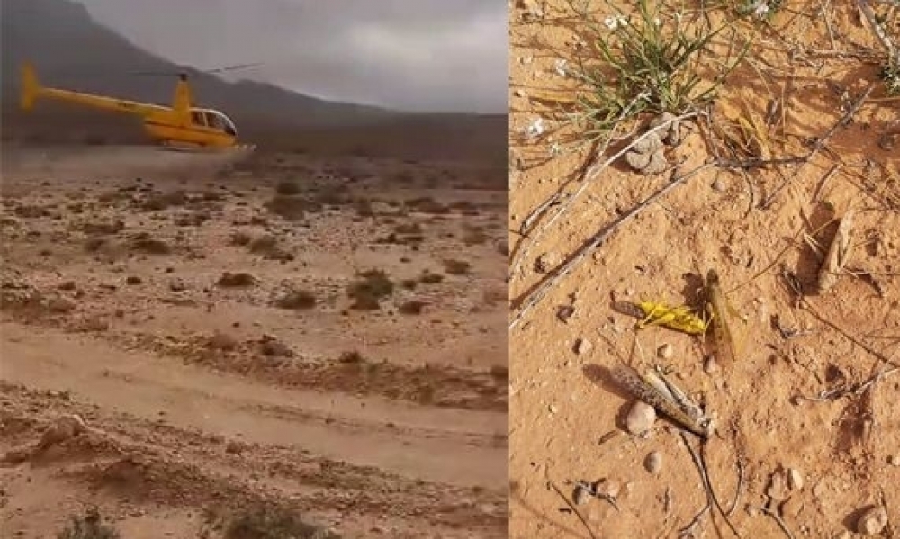 تطاوين.. مندوبية الفلاحة تحذّر الفلاحين ومربي الماشية والنحل من تأثيرات مبيدات مكافحة الجراد